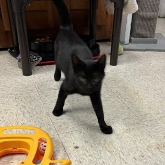 Bagel & Lox, a ADOPTABLE Domestic Short Hair in Braintree, MA image 2/5