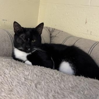 Bagel & Lox, a ADOPTABLE Domestic Short Hair in Braintree, MA image 1/5