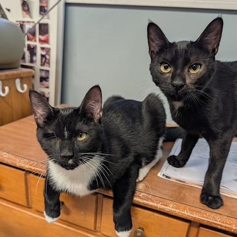 Enlarge Bagel & Lox, a Adoptable Domestic Short Hair in Braintree, MA image 1/6