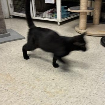 Bagel & Lox, a ADOPTABLE Domestic Short Hair in Braintree, MA image 3/5
