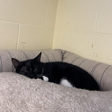Bagel & Lox, a ADOPTABLE Domestic Short Hair in Braintree, MA image 5/5