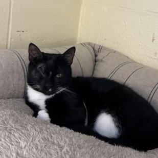 Bagel & Lox, a ADOPTABLE Domestic Short Hair in Braintree, MA image 4/5