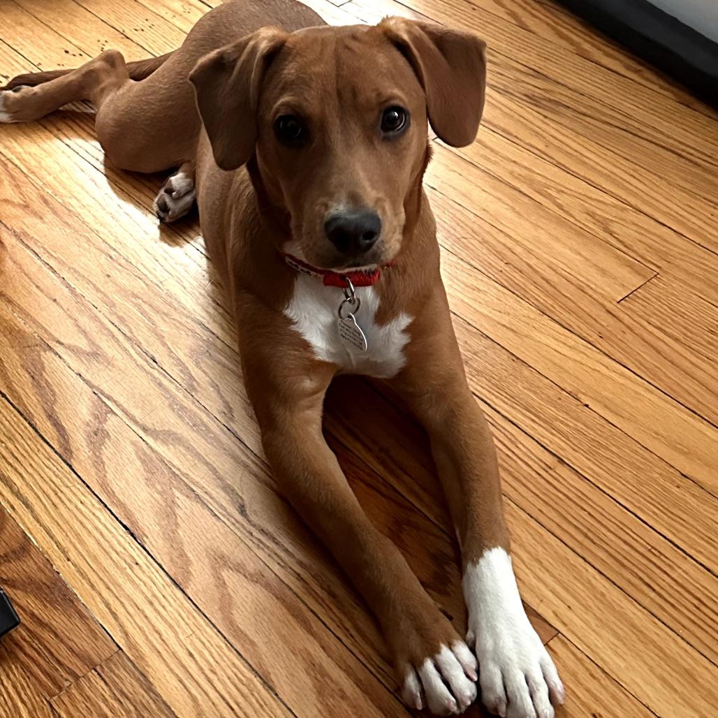 Enlarge Ellie, a ADOPTABLE mixed breed in Chicago, IL image 3/4