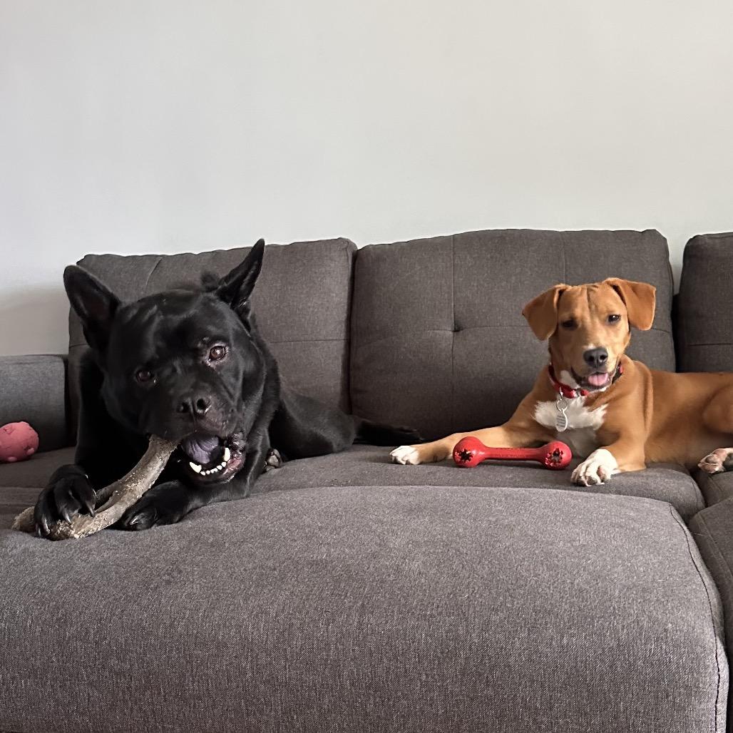 Enlarge Ellie, a ADOPTABLE mixed breed in Chicago, IL image 4/4