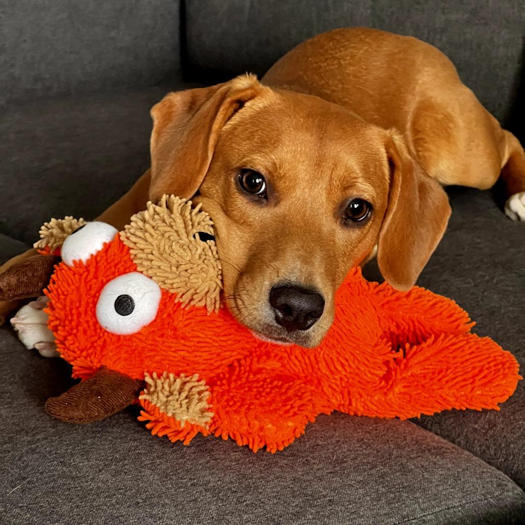Ellie, ADOPTABLE, Young Female Labrador Retriever.