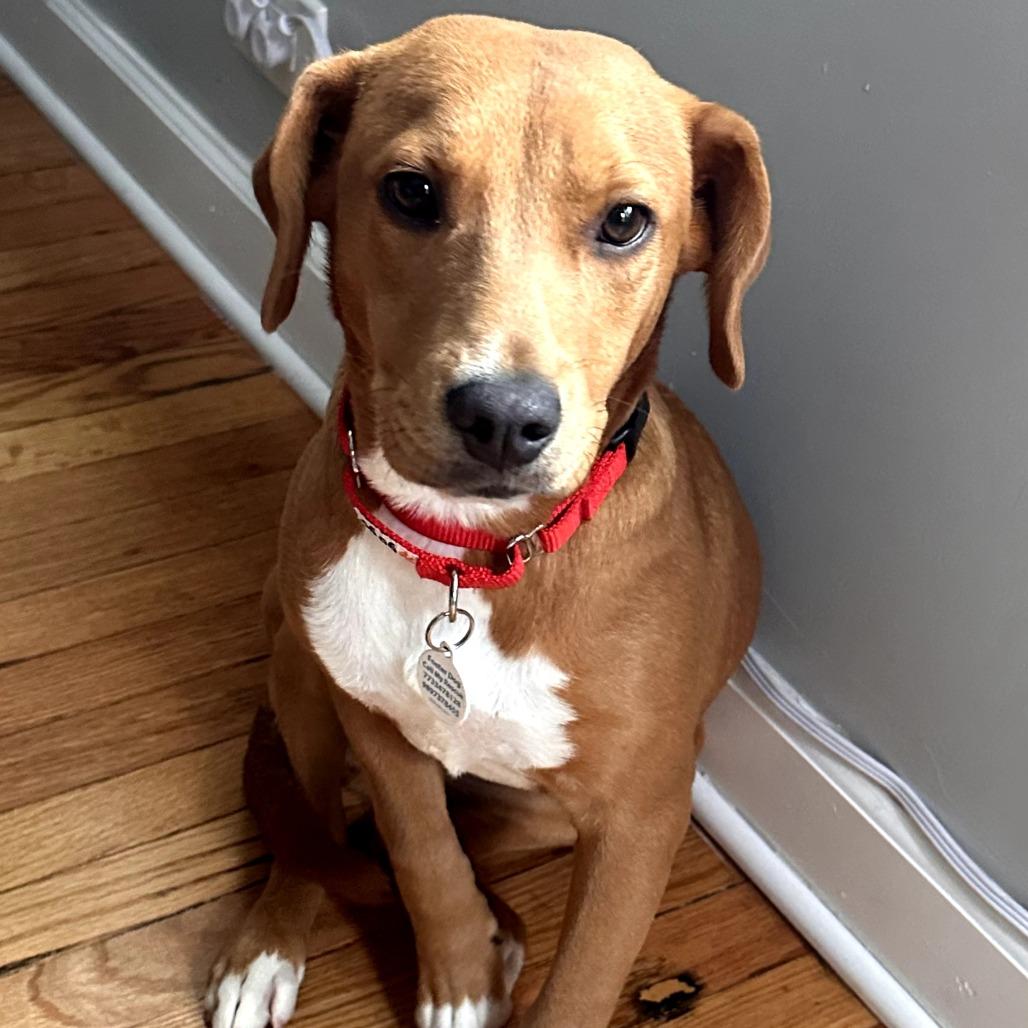 Enlarge Ellie, a ADOPTABLE mixed breed in Chicago, IL image 2/4