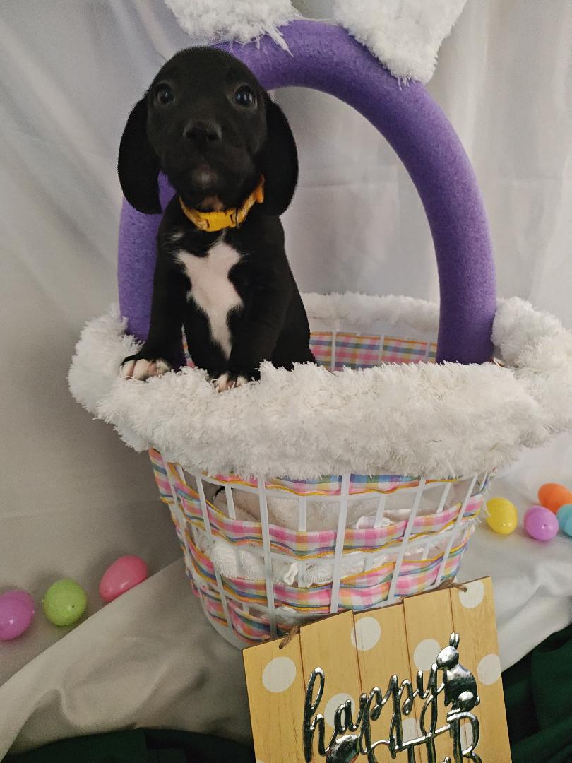 Tulip, Adopted, Puppy Female Beagle & Chihuahua.