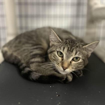 Venus, Adoptable, Young Female Domestic Short Hair & Domestic Short Hair.