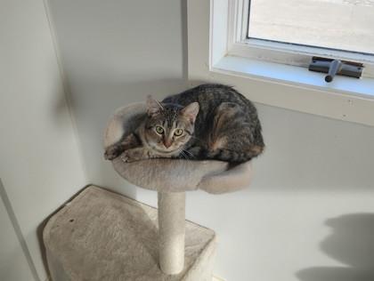 Venus, a Adoptable mixed breed in Mount Pleasant, IA image 2/3