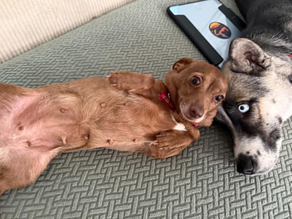 Cookie, Adoptable, Adult Female Chihuahua & Dachshund.