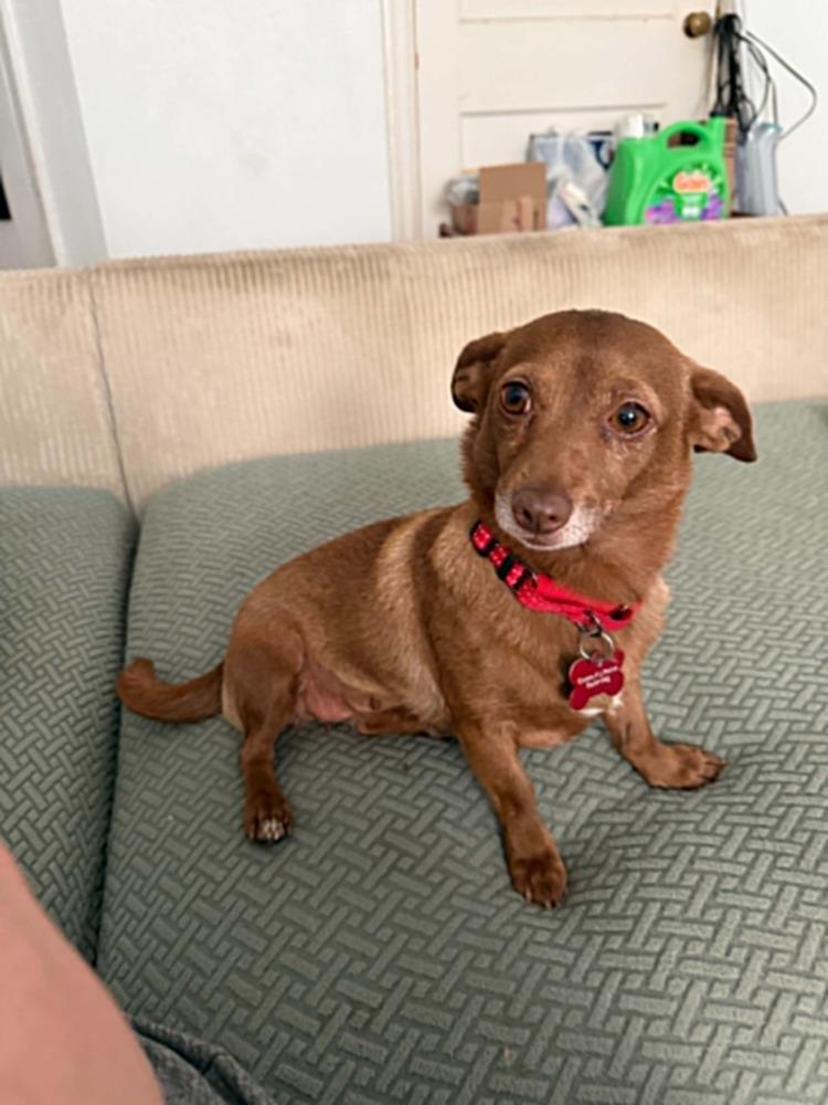 Enlarge Cookie, a Adoptable mixed breed in Dutton, VA image 2/2