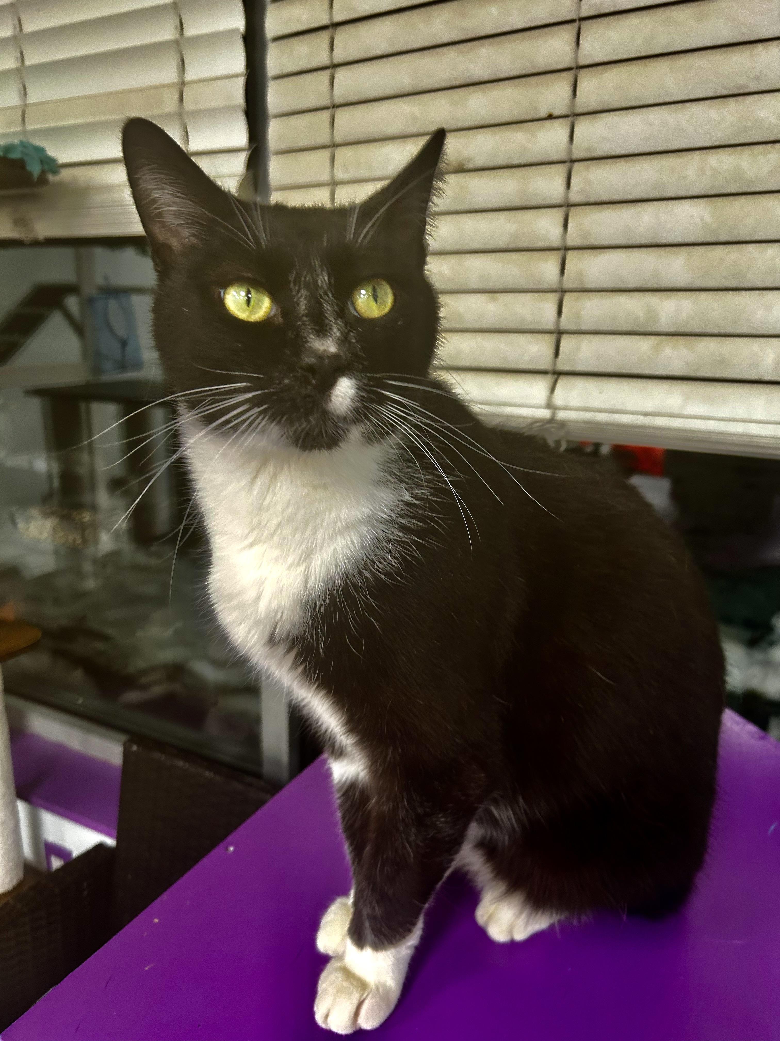 Enlarge Sterling , an adoptable Tuxedo in Grand Rapids, MI image 3/6