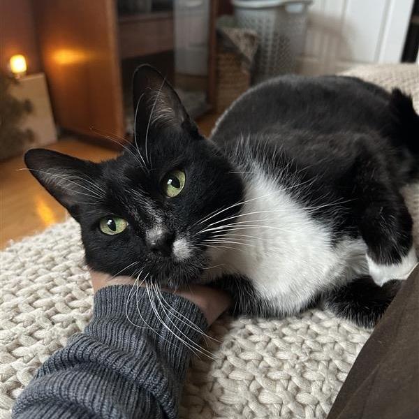 Enlarge Sterling , an adoptable Tuxedo in Grand Rapids, MI image 4/6