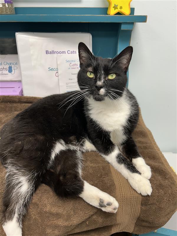 Enlarge Sterling , an adoptable Tuxedo in Grand Rapids, MI image 5/6