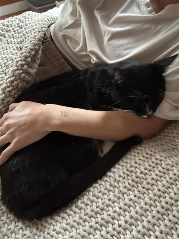 Enlarge Sterling , an adoptable Tuxedo in Grand Rapids, MI image 6/6