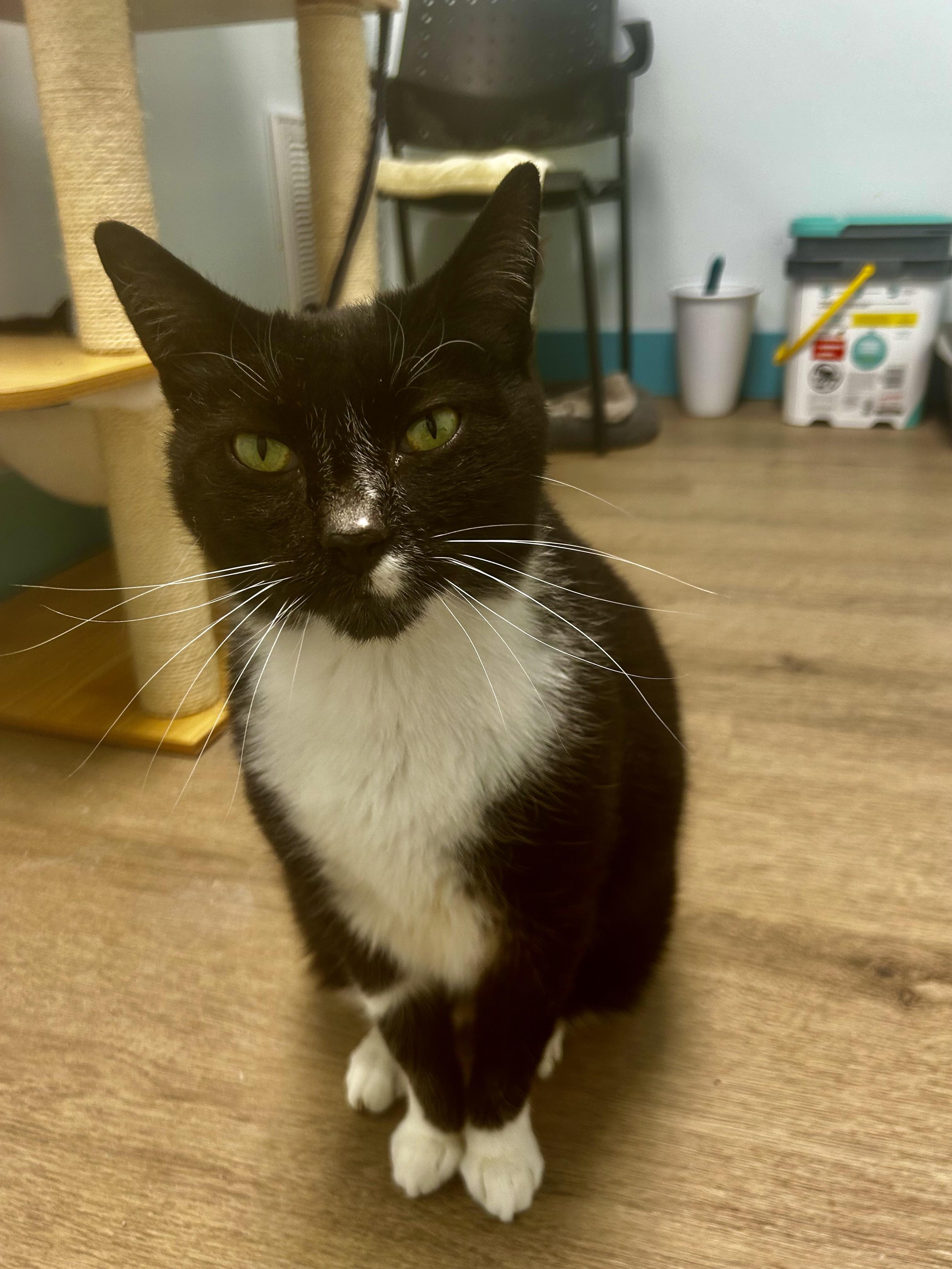 Enlarge Sterling , an adoptable Tuxedo in Grand Rapids, MI image 2/6