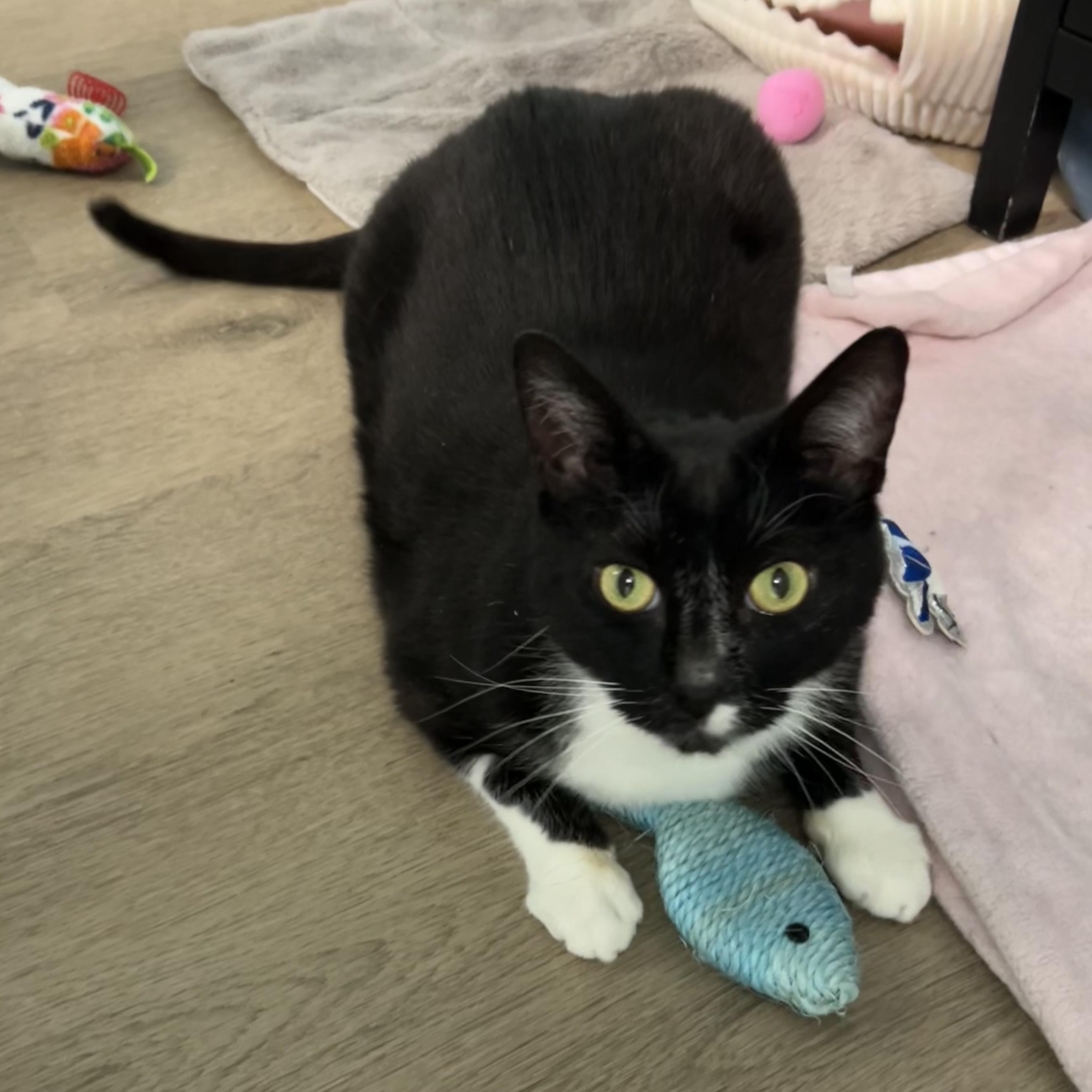 Sterling , adoptable, Adult Male Tuxedo.