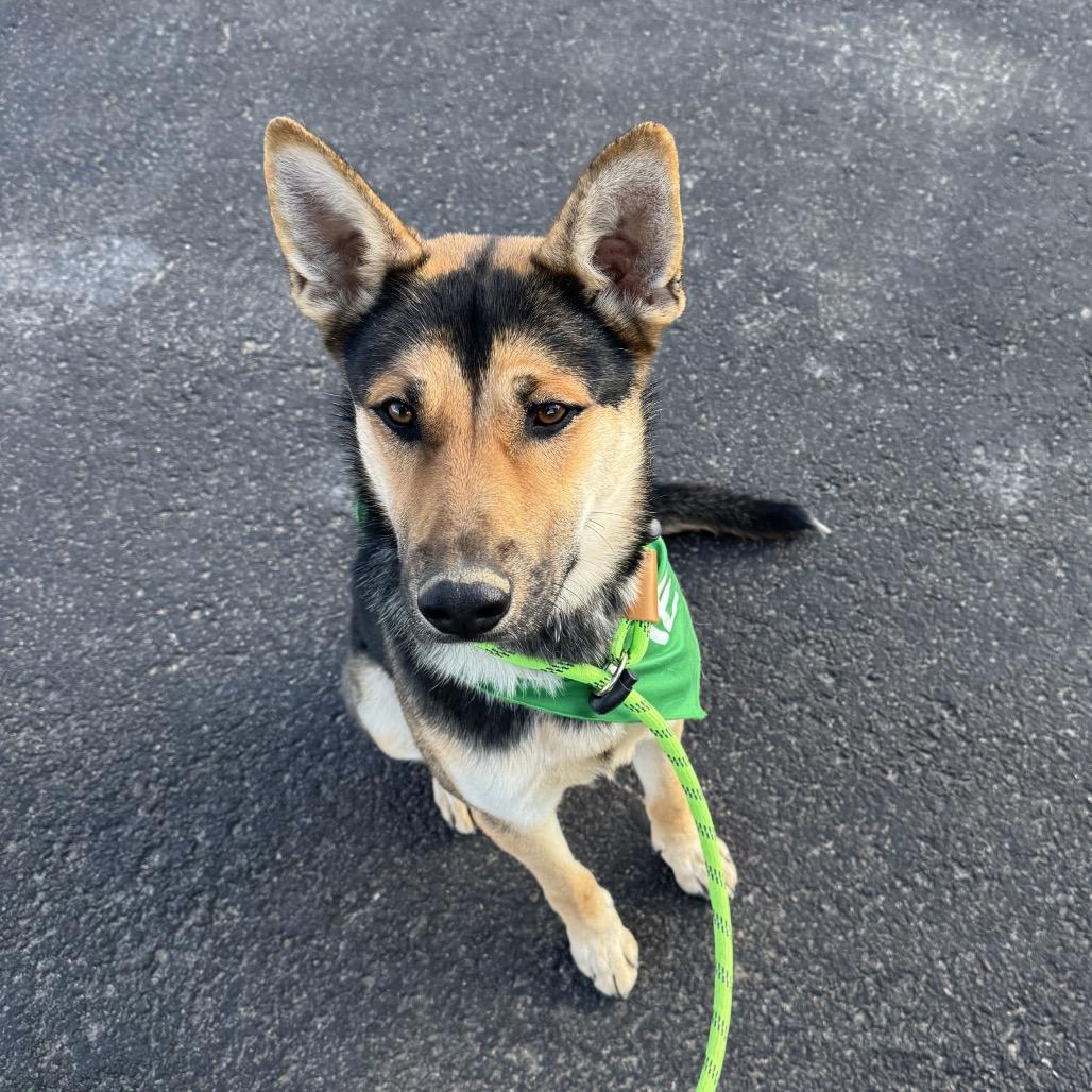 Finn, Adoptable, Adult Male German Shepherd Dog & Cattle Dog.