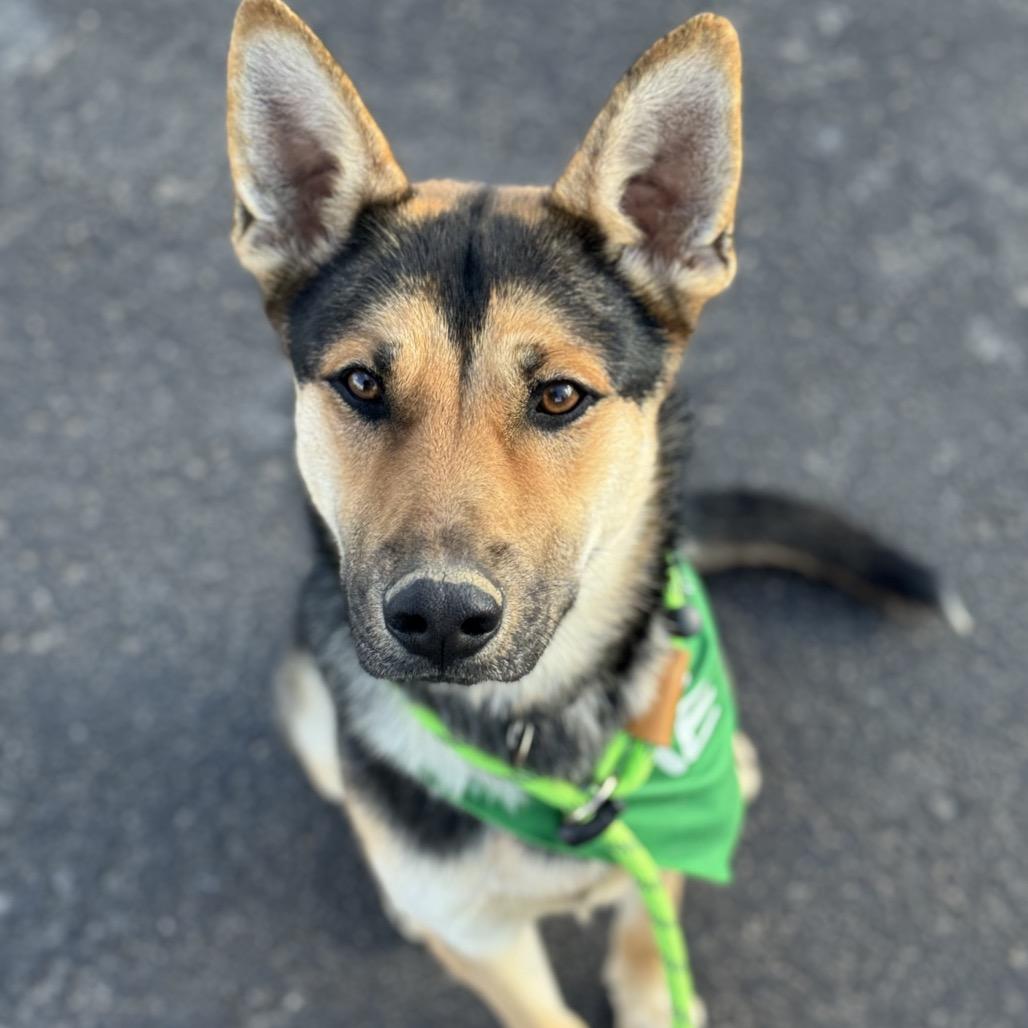 Enlarge Finn, a Adoptable mixed breed in Stagecoach, NV image 2/3