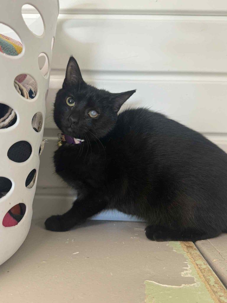 Mahito, Adoptable, Young Female Domestic Short Hair.