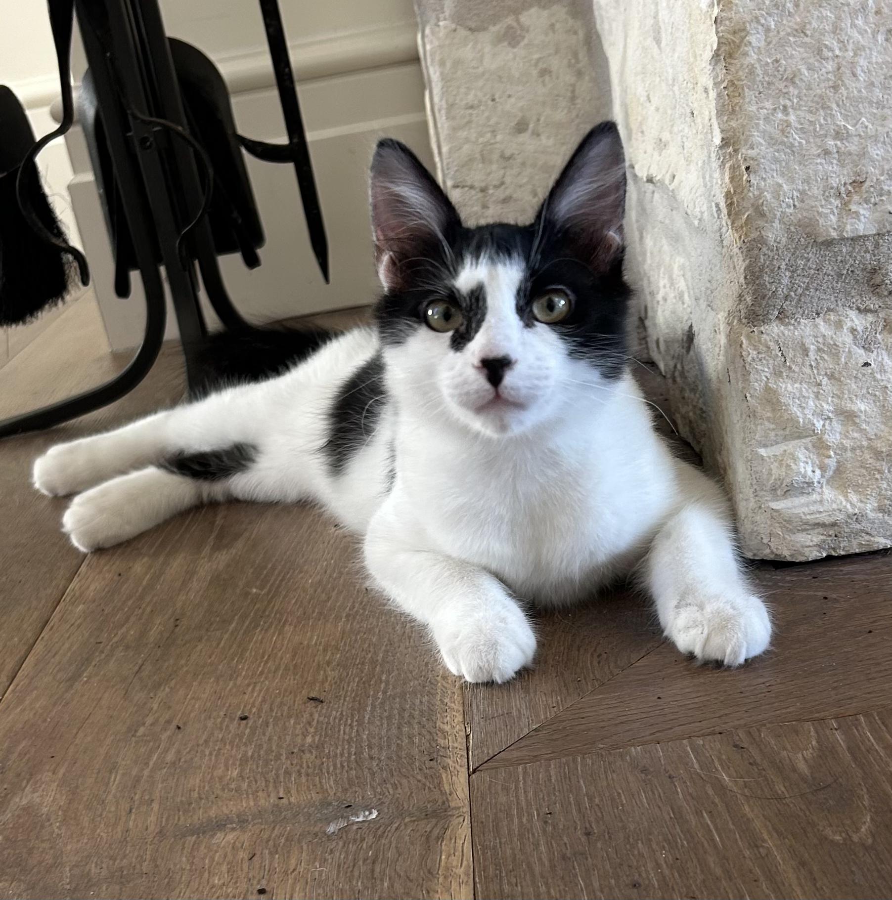 Sweet CK, a Adopted mixed breed in Boston, MA image 4/5