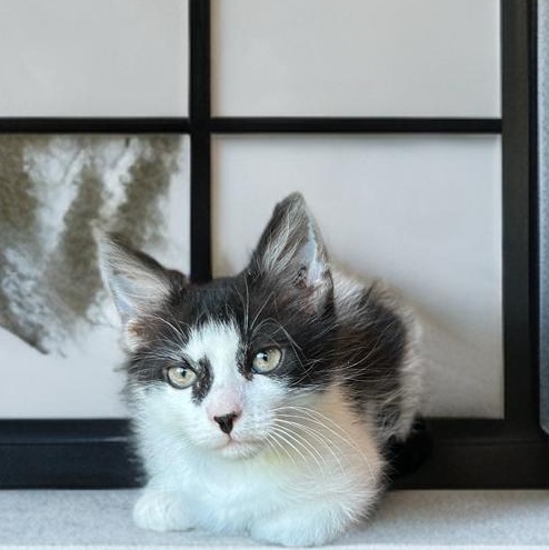 Sweet CK, a Adopted mixed breed in Boston, MA image 5/5