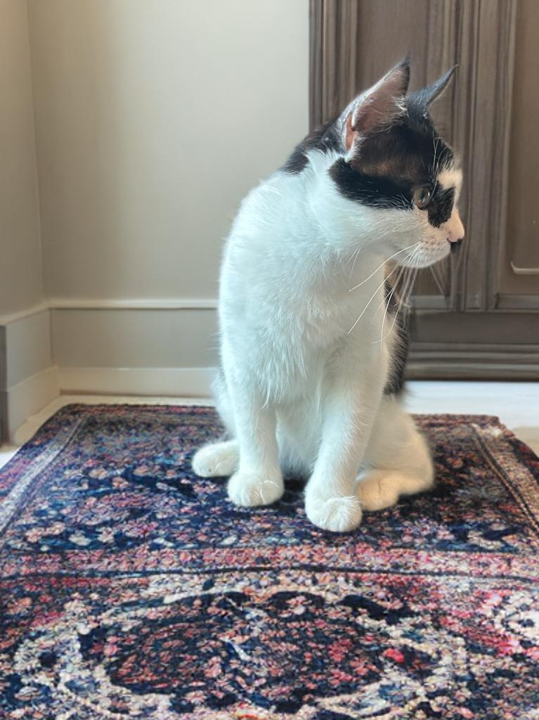 Sweet CK, a Adopted mixed breed in Boston, MA image 3/5