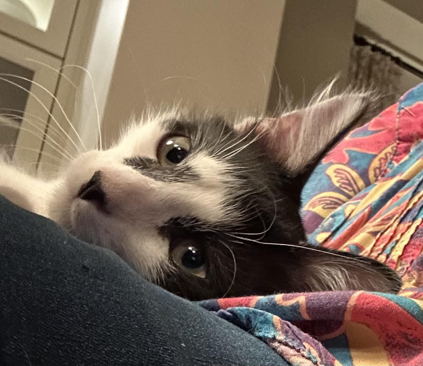 Sweet CK, a Adopted mixed breed in Boston, MA image 2/5