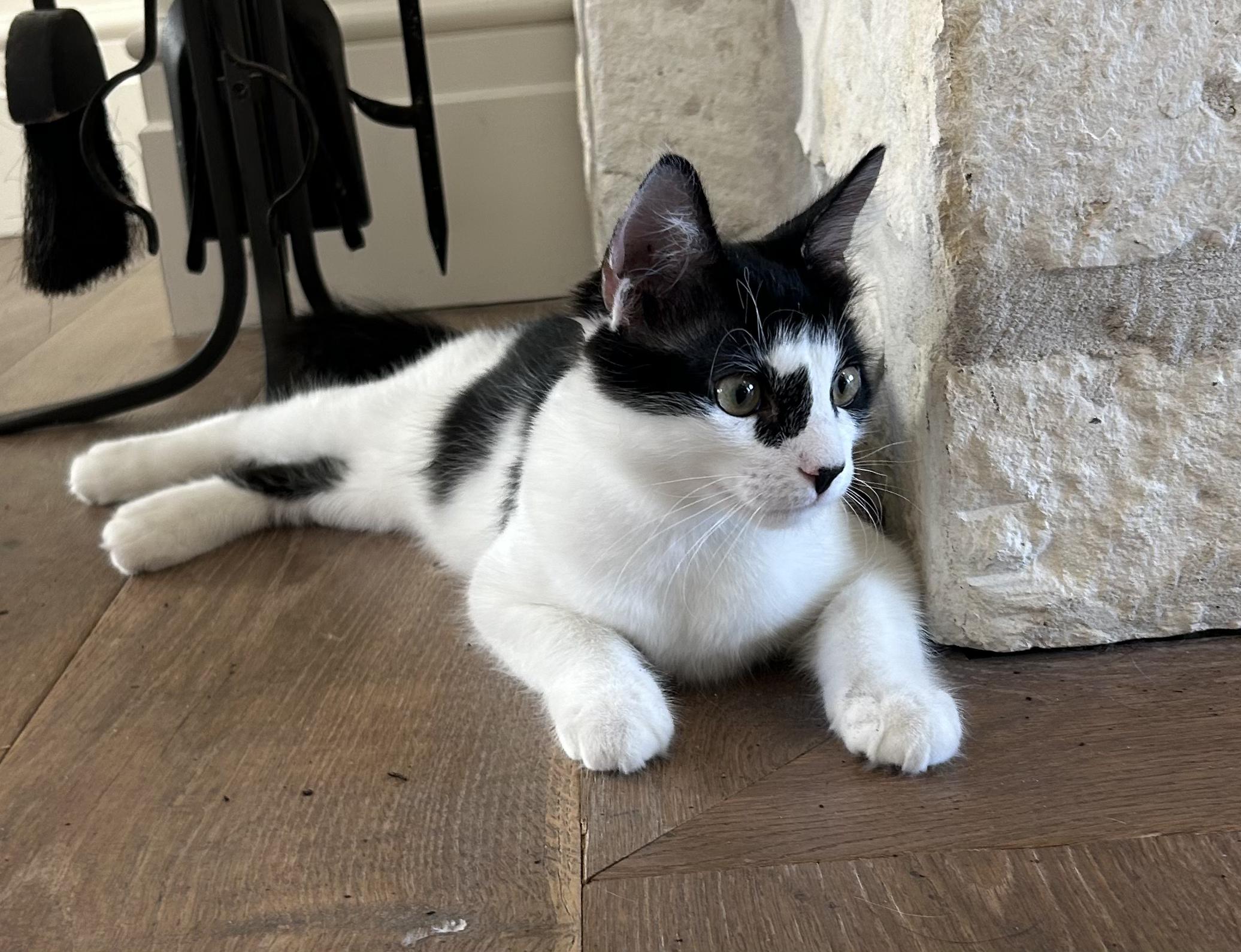 Sweet CK, Adopted, Young Male Domestic Medium Hair.