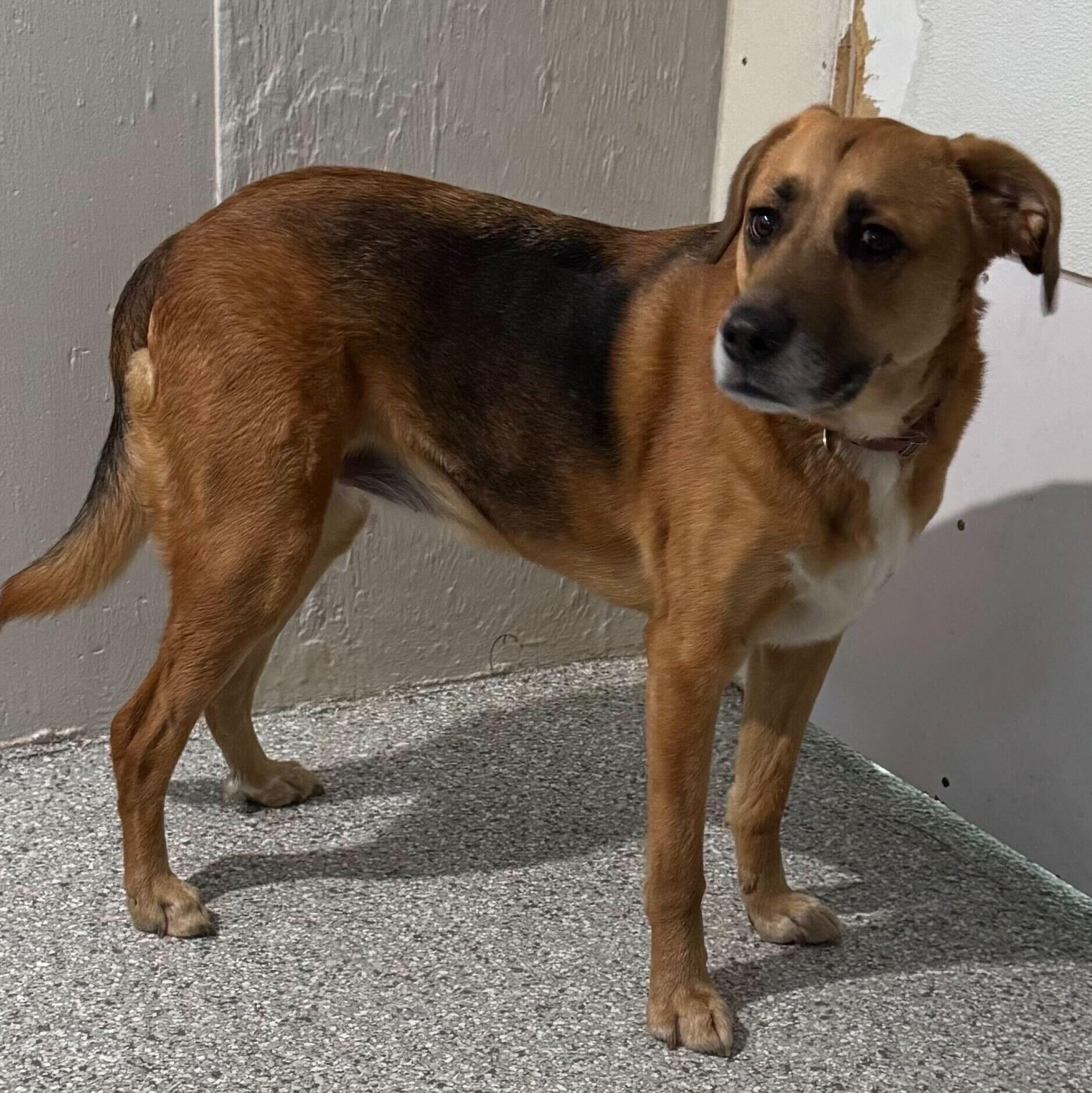 Enlarge Diane, an adopted Mixed Breed in New Bedford, MA image 5/5