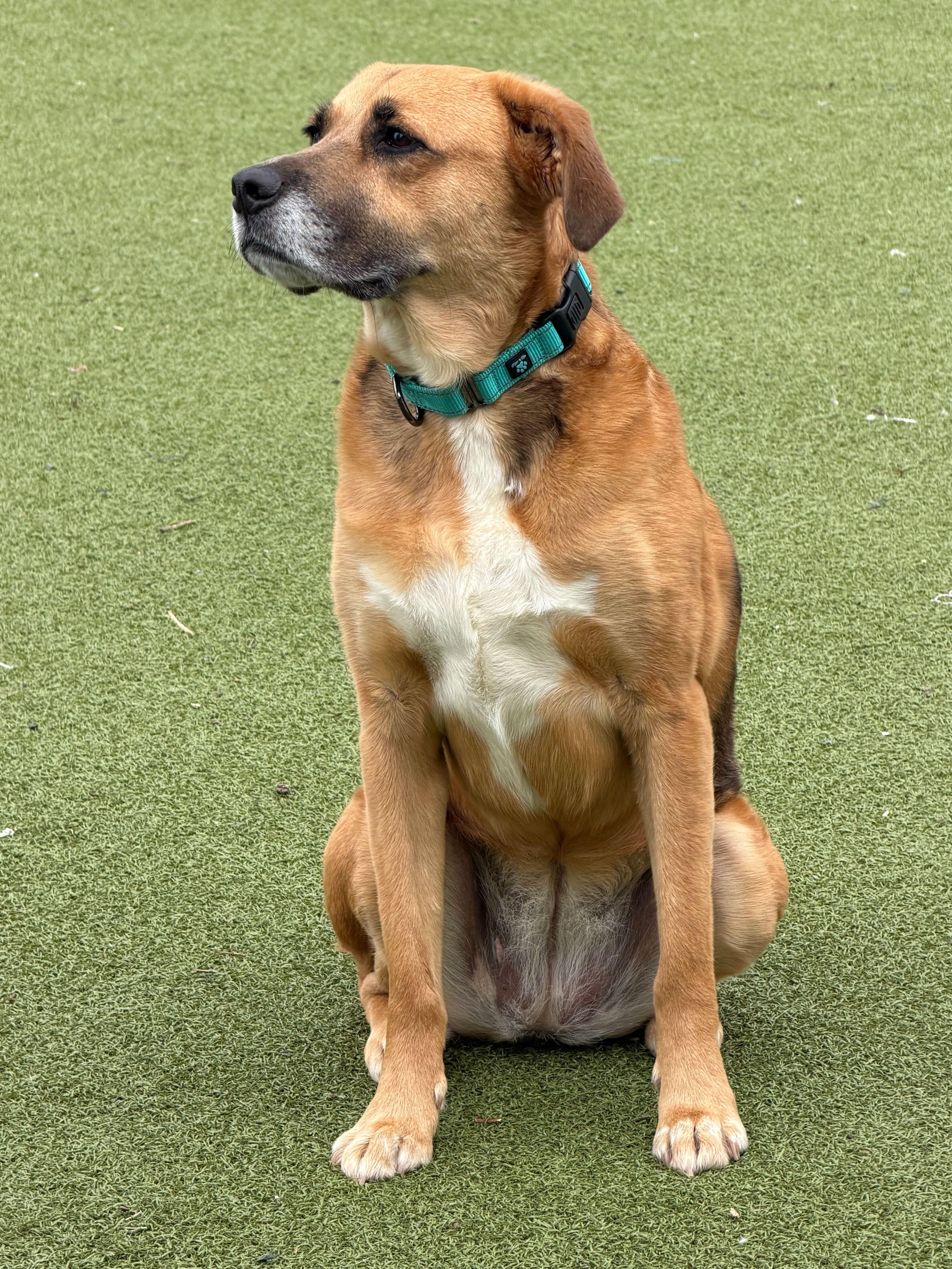 Enlarge Diane, an adopted Mixed Breed in New Bedford, MA image 3/5