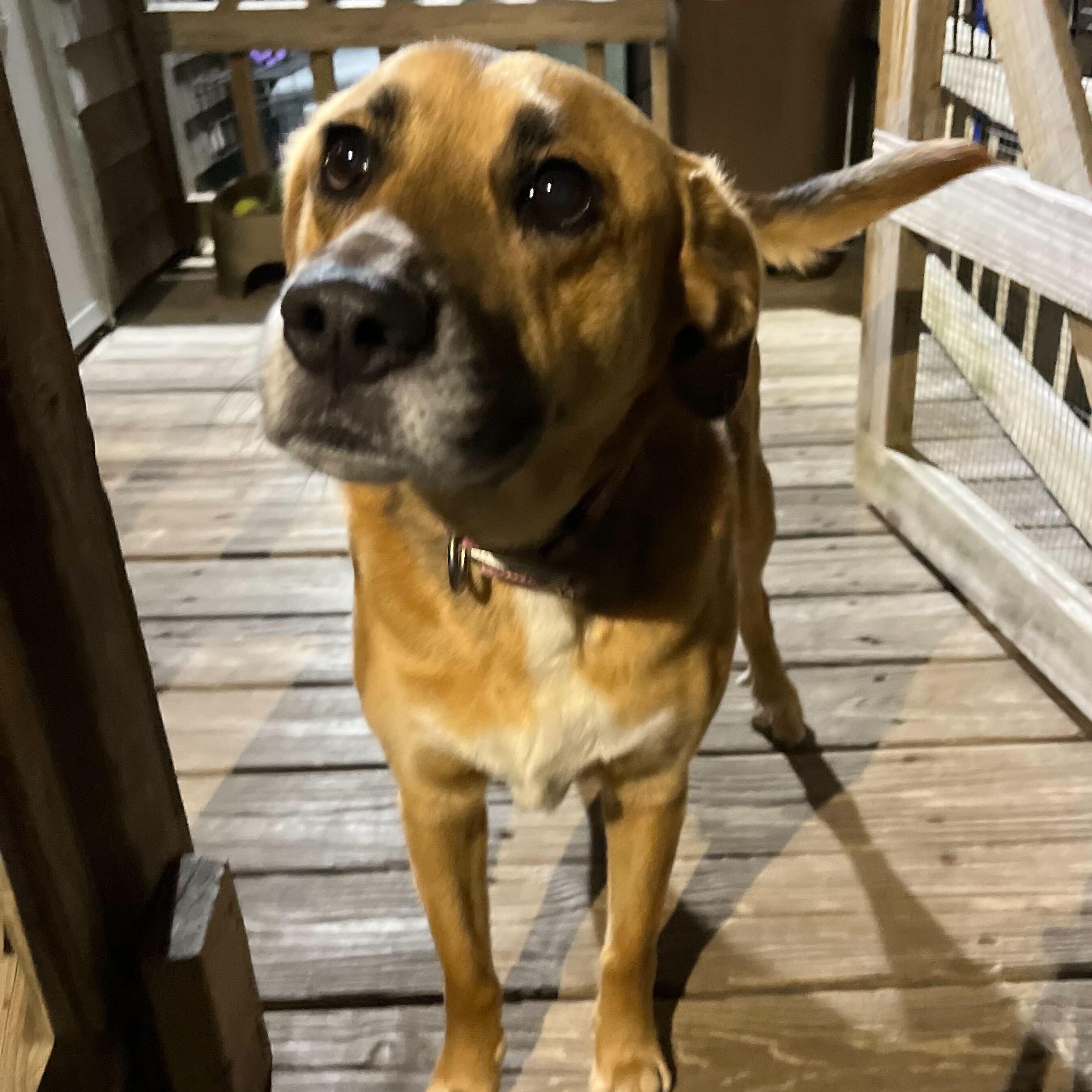 Enlarge Diane, an adopted Mixed Breed in New Bedford, MA image 4/5