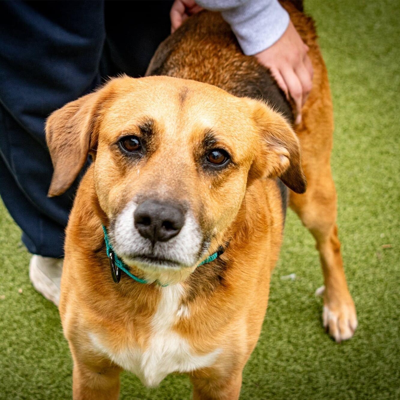 Diane, adopted, Adult Female Mixed Breed.