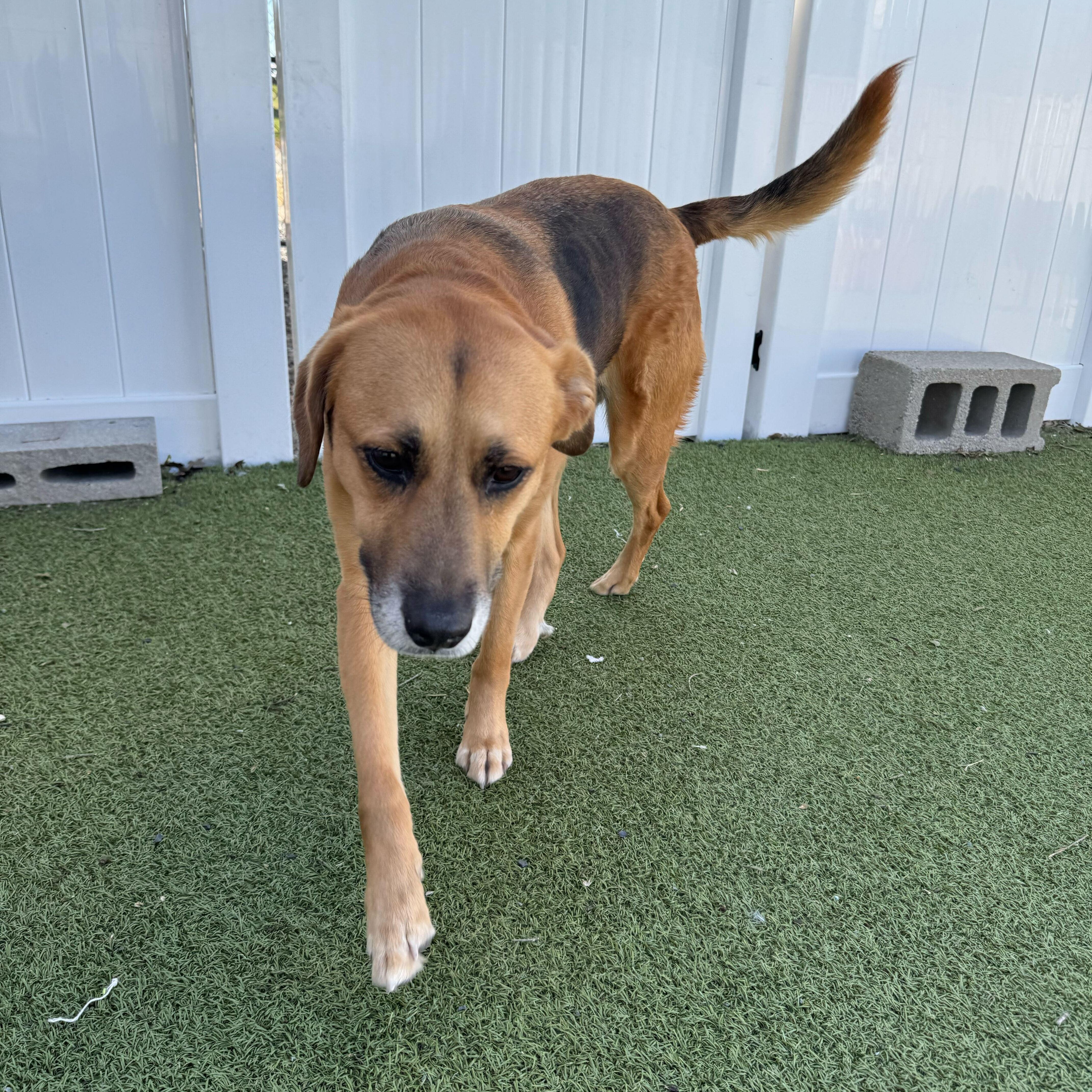 Enlarge Diane, an adopted Mixed Breed in New Bedford, MA image 2/5