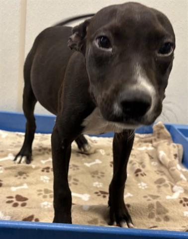 FLORA, Adoptable, Puppy Female Pit Bull Terrier & Mixed Breed.