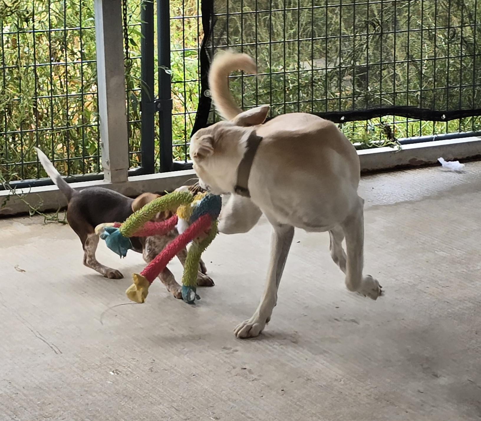 Enlarge Gwen, a Adoptable mixed breed in Terre Haute, IN image 1/5