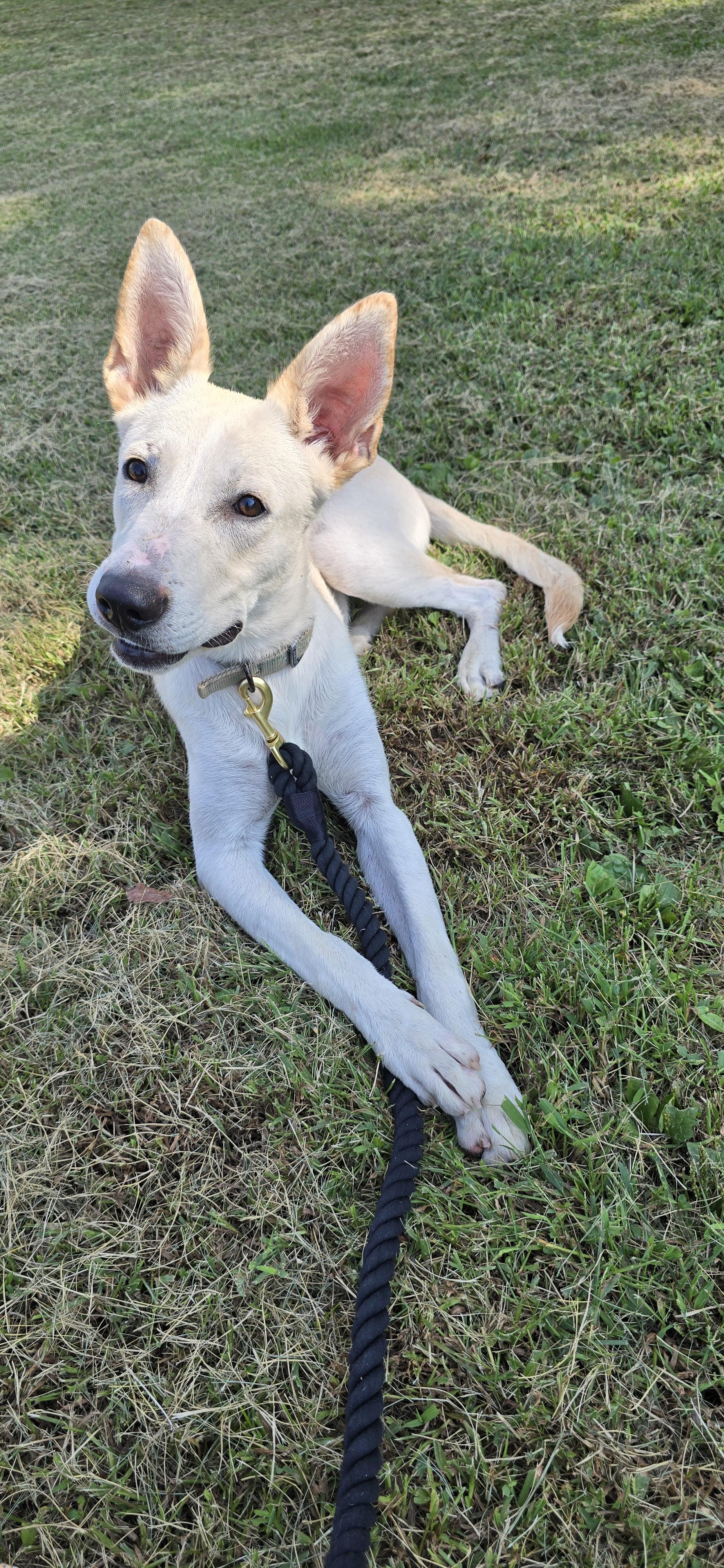 Enlarge Gwen, a Adoptable mixed breed in Terre Haute, IN image 2/5