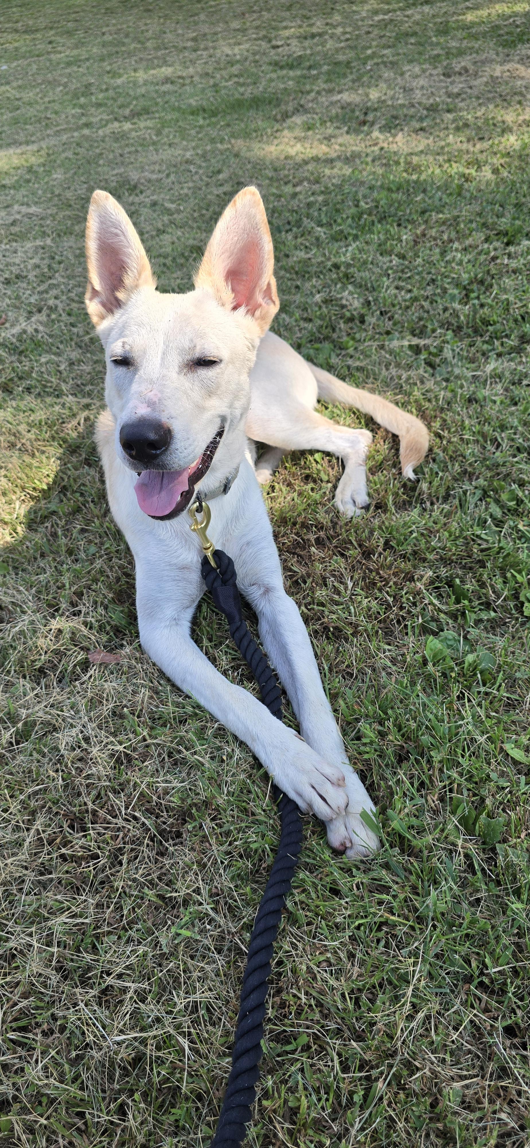 Enlarge Gwen, a Adoptable mixed breed in Terre Haute, IN image 3/5