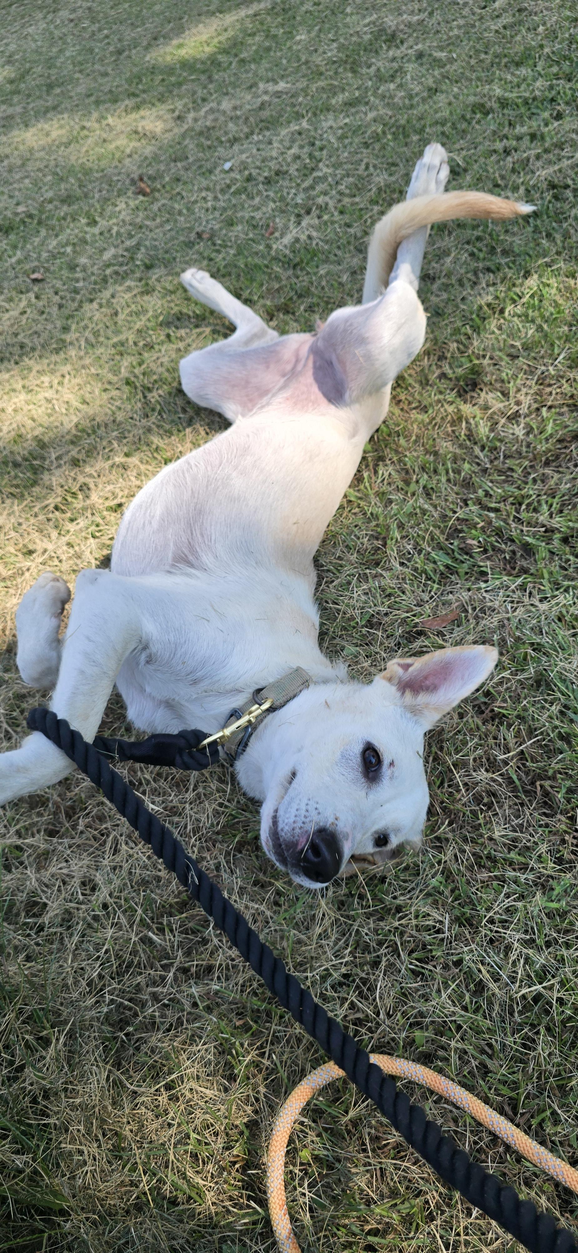 Enlarge Gwen, a Adoptable mixed breed in Terre Haute, IN image 4/5