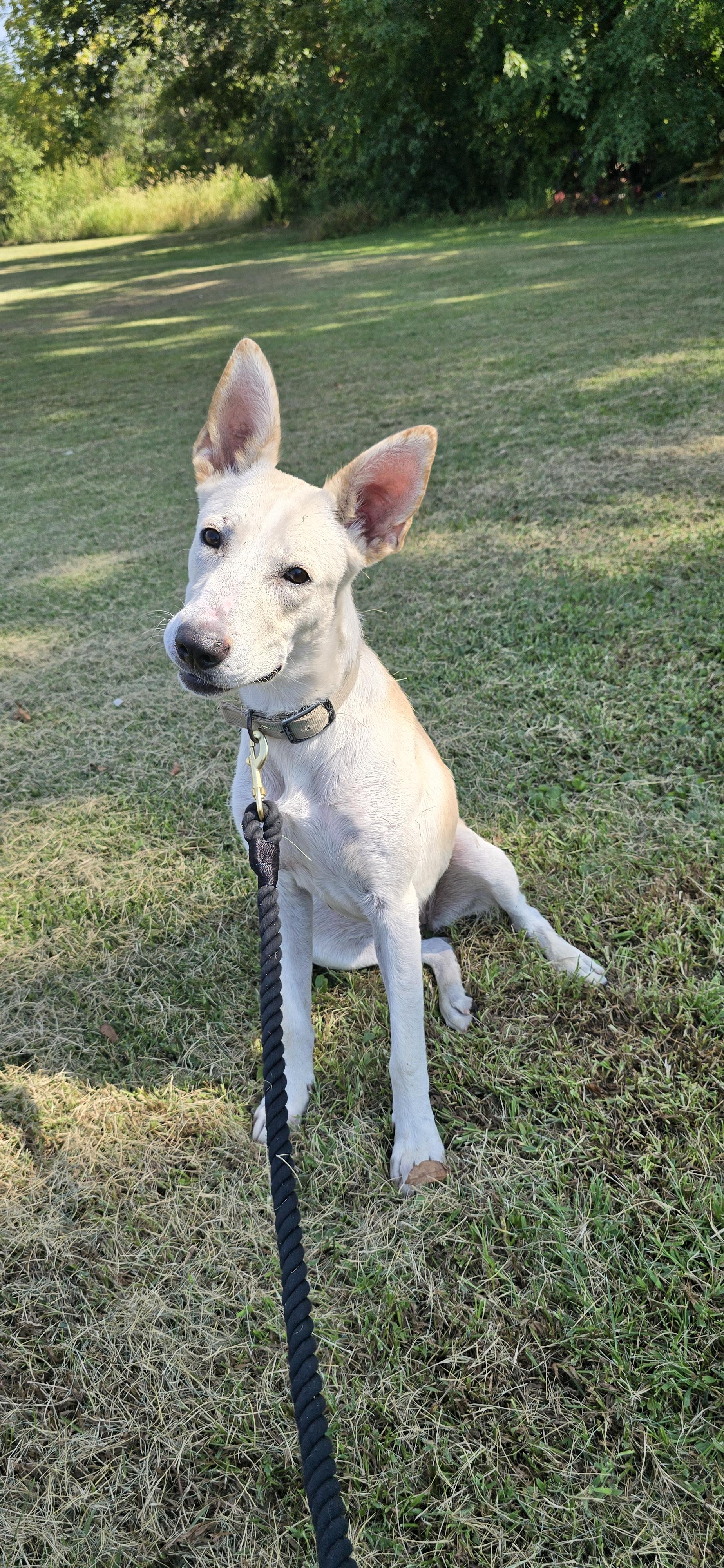 Enlarge Gwen, a Adoptable mixed breed in Terre Haute, IN image 5/5