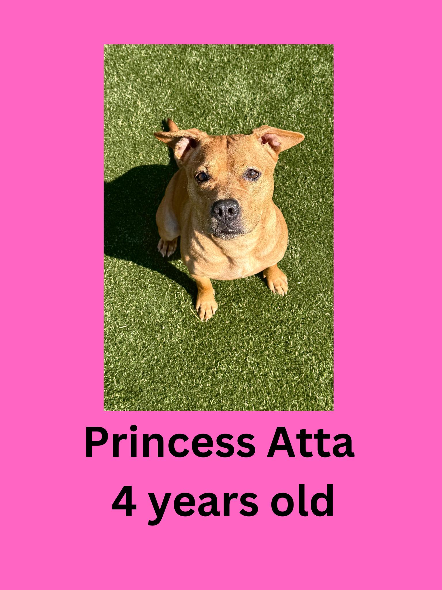 Enlarge Princess Atta, a Adoptable mixed breed in Ravenna, OH image 1/1