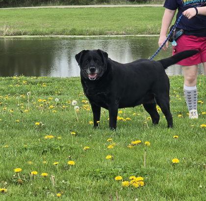 Daisy, Adoptable, Adult Female Labrador Retriever.