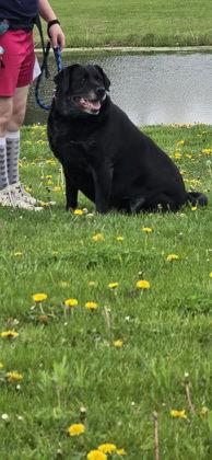 Enlarge Daisy, a Adoptable Labrador Retriever in Oskaloosa, IA image 2/3