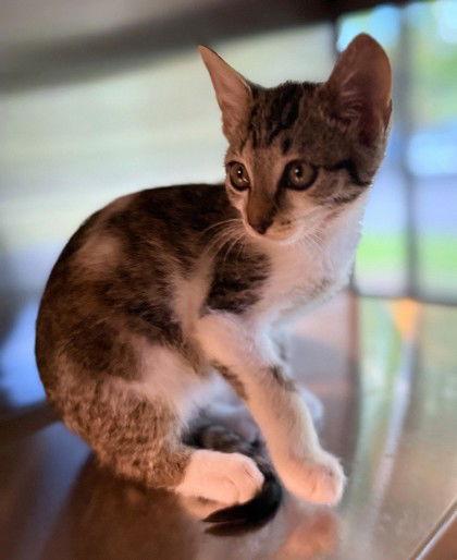 Enlarge Mieko, a Adoptable Domestic Short Hair in Midland, VA image 1/1