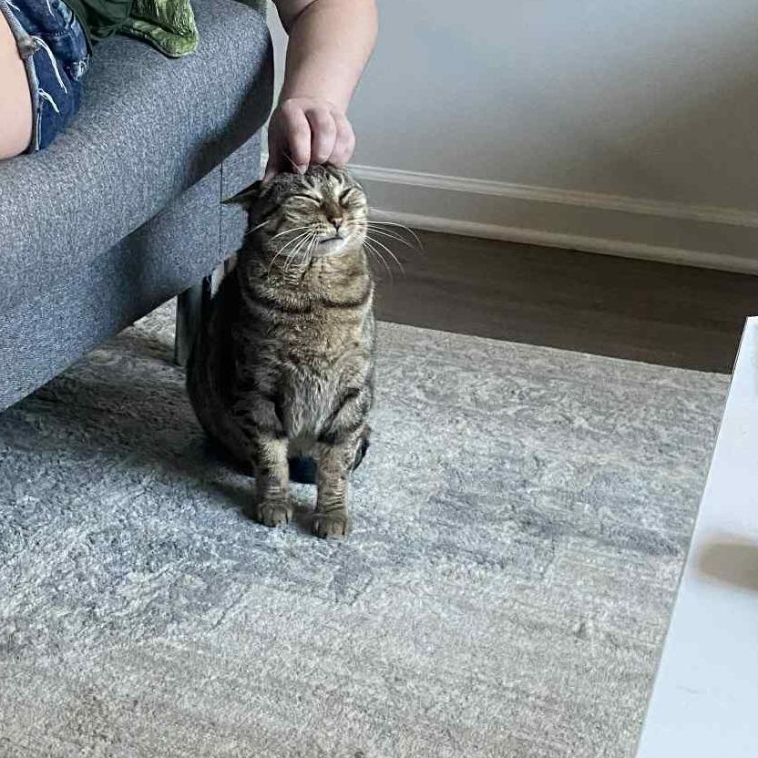 Enlarge Miss Tabby, a Adoptable Domestic Short Hair in West Olive, MI image 1/6