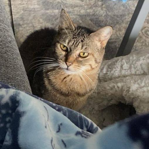 Miss Tabby, a Adoptable Domestic Short Hair in West Olive, MI image 1/6