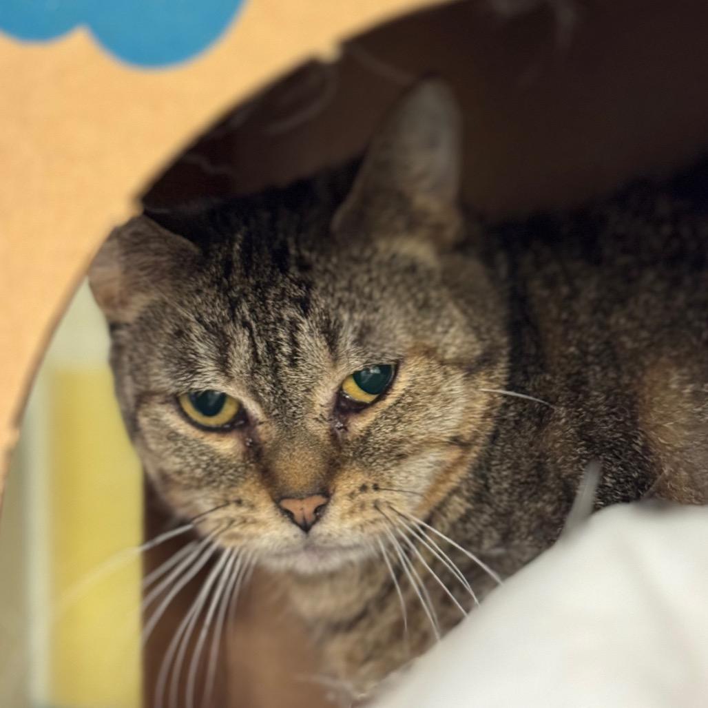 Miss Tabby, a Adoptable Domestic Short Hair in West Olive, MI image 2/6