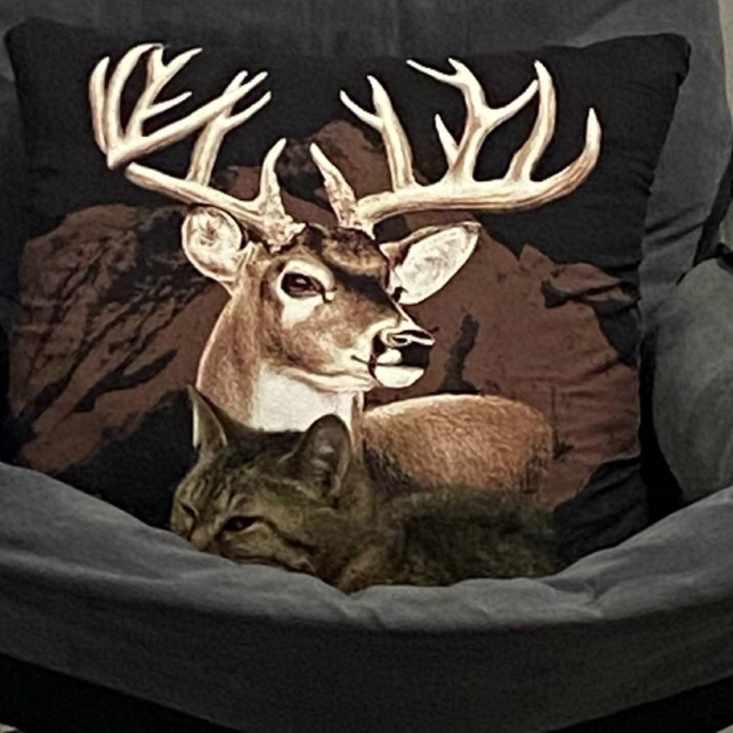 Miss Tabby — thumbnail 3