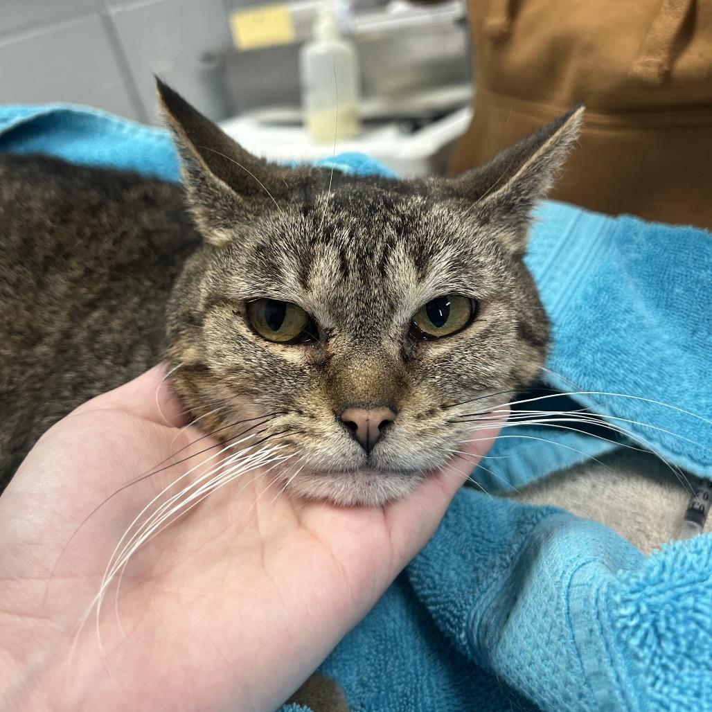 Miss Tabby — thumbnail 4