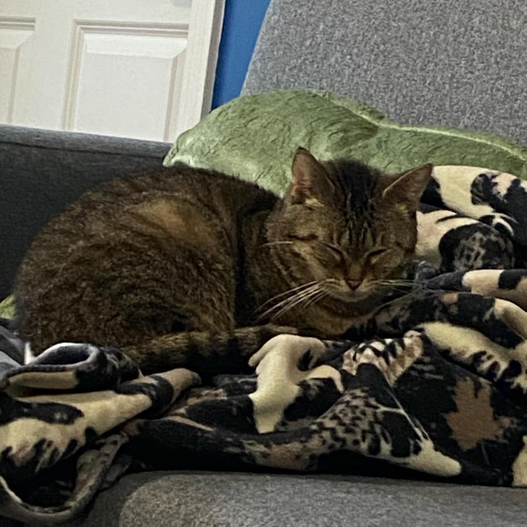 Miss Tabby, a Adoptable Domestic Short Hair in West Olive, MI image 5/6